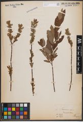 Foto von Salix cinerea L. x Salix repens L.